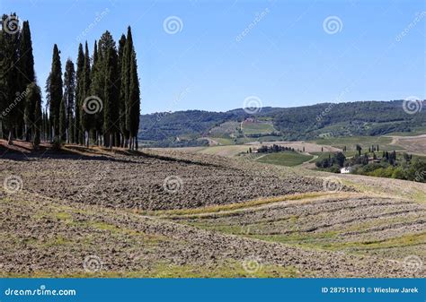 Iconic Group Of Cypress Trees In A Field Near San Quirico Tuscany