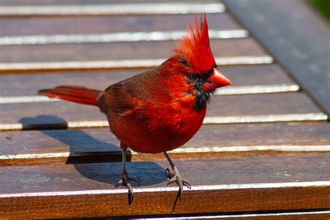 How Long Do Cardinals Live The Lifespan Of Cardinals Birdwatching Buzz