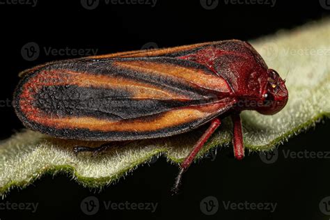 Adult Froghopper Insect 16323163 Stock Photo at Vecteezy