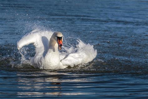 Mute Swan Stock Photos, Images and Backgrounds for Free Download