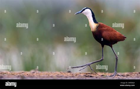 African Jacana Actophilornis Africanus From Zimanga South Africa