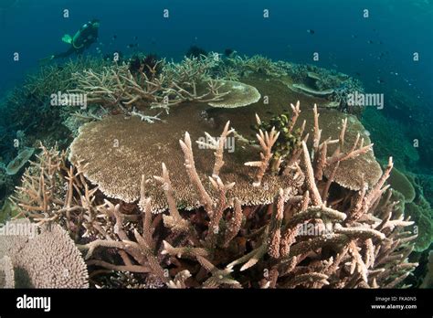 Invertebrate Coral Staghorn Hi Res Stock Photography And Images Alamy