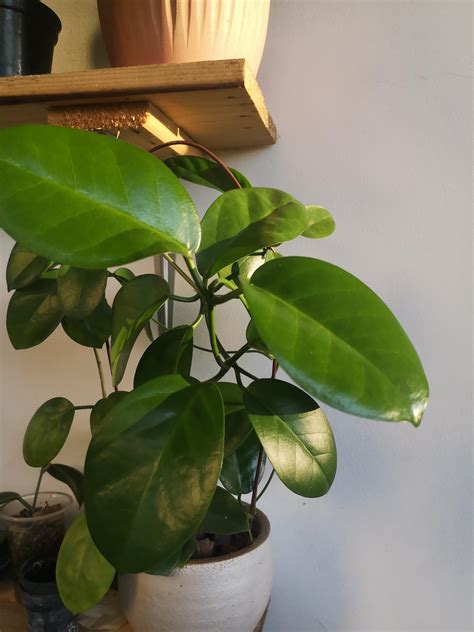 Huge Ass Leaves On My H Australis Now Imagine If This Is An Australis LISA R Hoyas