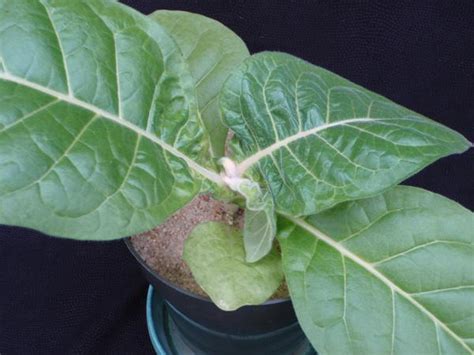 Tobacco - Boron (B) Deficiency | NC State Extension Publications