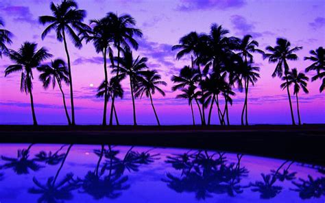 Palm Tree wallpaper | 1440x900 | #565