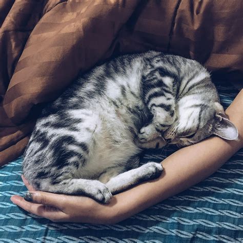 Blue Eyed Grey Tabby Cat · Free Stock Photo