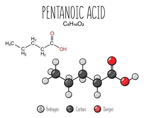 Premium Vector | Pentanoic acid skeletal structure and flat model