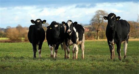 Have Your Say In Ahdb Dairy Consultation Nfuonline