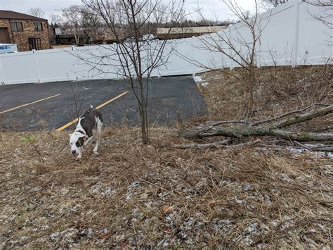 Private Dog Park | Dog Training Now