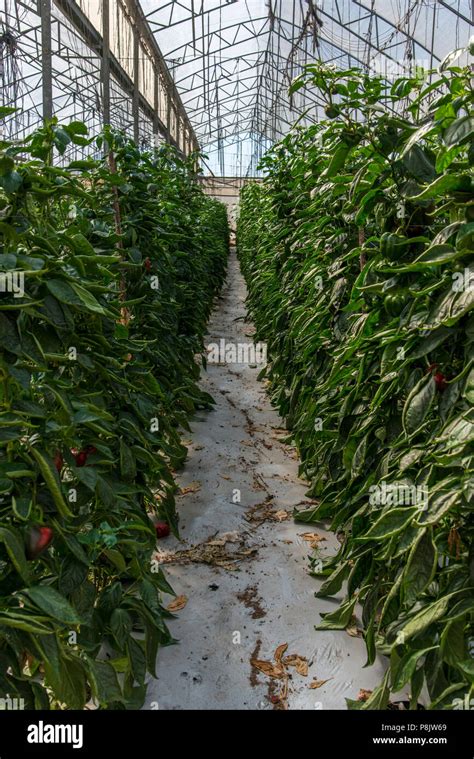 Peppers Growing In Greenhouse Hi Res Stock Photography And Images Alamy