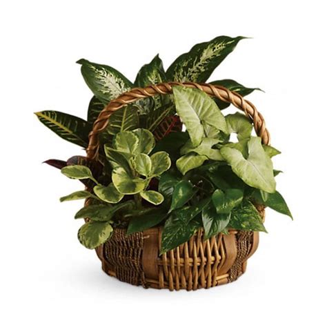 Emerald Garden Basket [T106-1A] in Arlington, VA | Twin Towers Florist