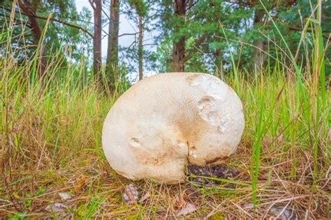 Puffball Gigante De La Seta Del Gigantea Del Calvatia En Prado Comida