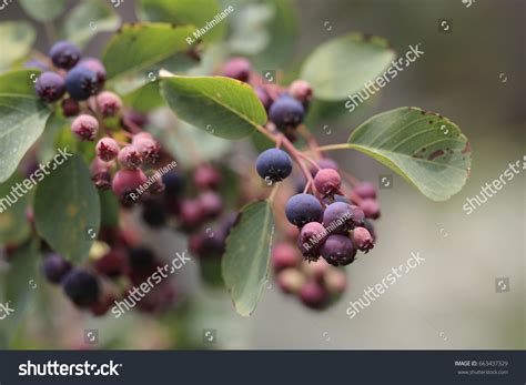 Amelanchier Fruit Stock Photo 663437329 | Shutterstock