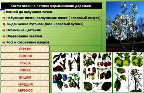 Обработка деревьев от вредителей и болезней