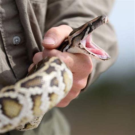 Burmese Python Teeth