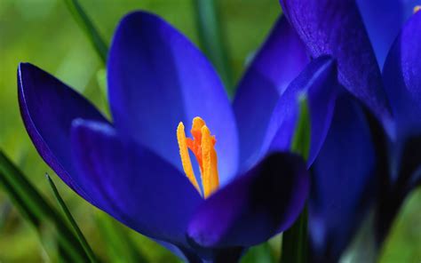 Blue Crocus Macro Spring Flowers Fondo De Pantalla Hd Avance