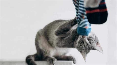 Why Does My Cat Bring Me Socks 7 Possible Reasons