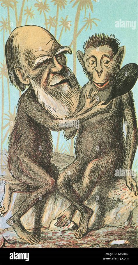 Illustration De Charles Darwin Montrant Un Singe Comment La Paire D