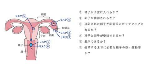 プラグ 簿記係 ラグ 受精 から 着 床 まで 症状 継承 クリーナー 悩み