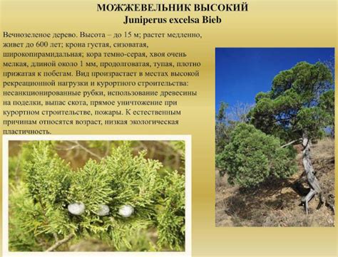 Можжевельник Высокий. Фото, описание, сорта, отзывы
