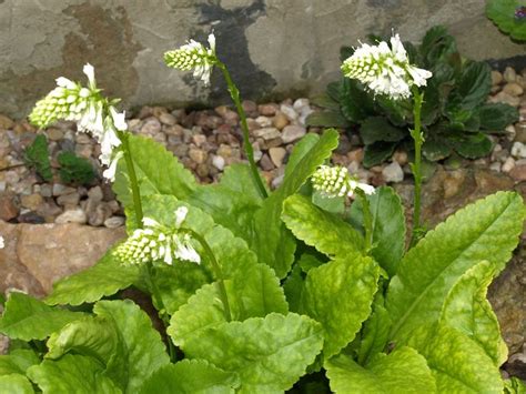 Wulfenia Carinthiaca Alba Naskalku Cz Plants Garden Alba