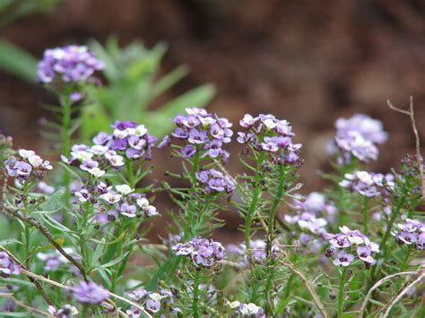 Alyssum Royal Carpet Seeds The Seed Collection