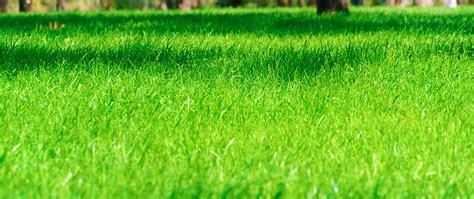 The Ideal Fertilization Schedule For Lawns In North Carolina Ideal