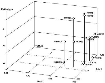 Associations Among Verticillium Dahliae Isolates Revealed By