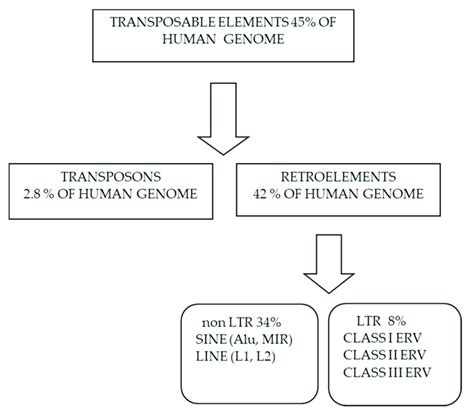 Classification of transposable elements and their relative abundance in ...
