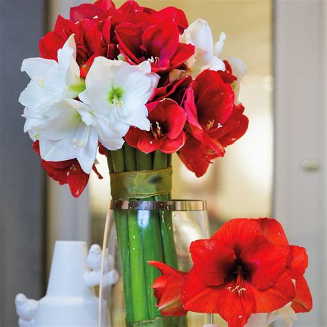 Fragrant Red Trumpet Amaryllis Bulbs For Sale Amaryllis Santiago