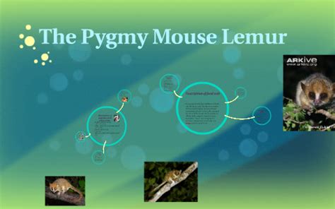 The Pygmy Mouse Lemur by summer brown on Prezi