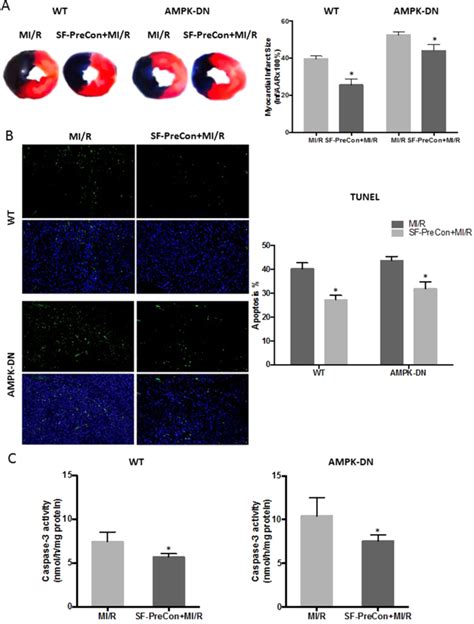 Sevoflurane Pre Conditioning Ameliorates Diabetic Myocardial Ischemia