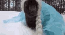 Funny Goat GIFs | Tenor