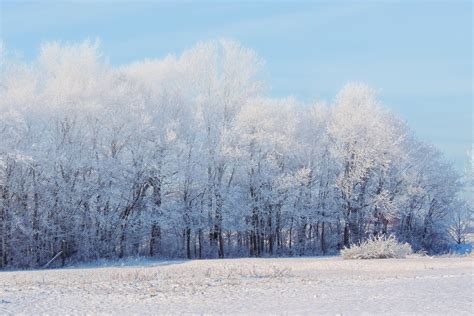 Zima Śnieg Las