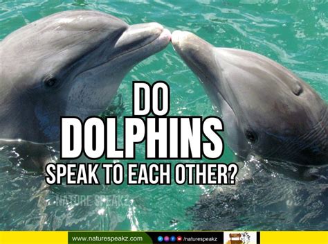 Do dolphins speak to each other? Amazing Facts and Details