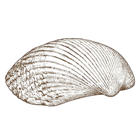 Premium Vector Engraving Illustration Of Clam Shell