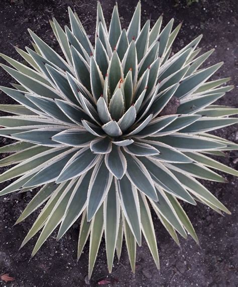 Agave La Suculenta M S Resistente A La Sequ A Suculentas Jard N De