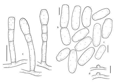 Erysiphe Australiana Gum 1716 On Lagerstroemia Indica A Download Scientific Diagram