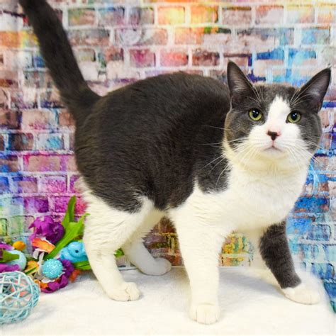 London - Animal House Shelter