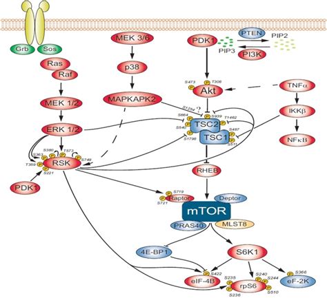 Protein Phosphorylation As A Key Mechanism Of MTORC1 2 Signaling