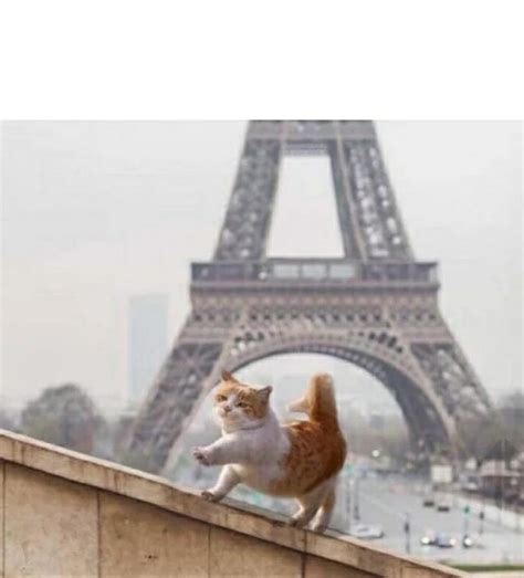 France cat Memes - Imgflip