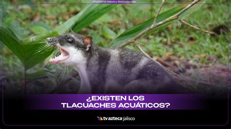 ¿Los tlacuaches tienen su variante acuática?