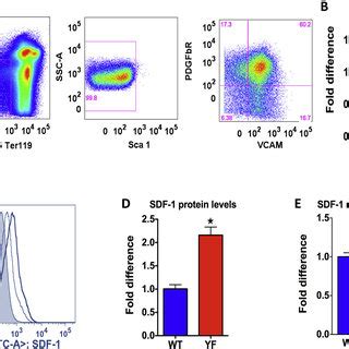 Number Of CXCL12 Abundant Reticular Cells And SDF 1 Production In YF