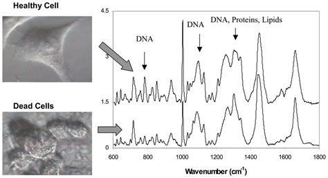 Sensors Free Full Text Raman Spectroscopy Cell Based Biosensors