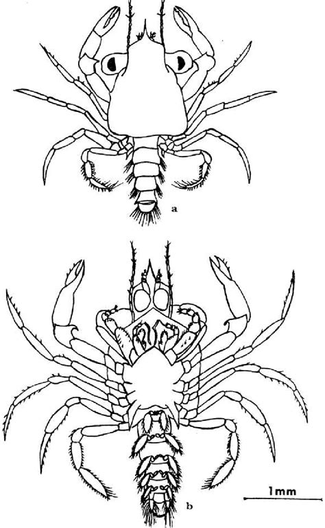 Megalopa of Portunus pelagicus : a, dorsal view; b, ventral view ...