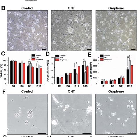 Viability And Morphological Variance Of Differentiated Sh Sy Y Cells On