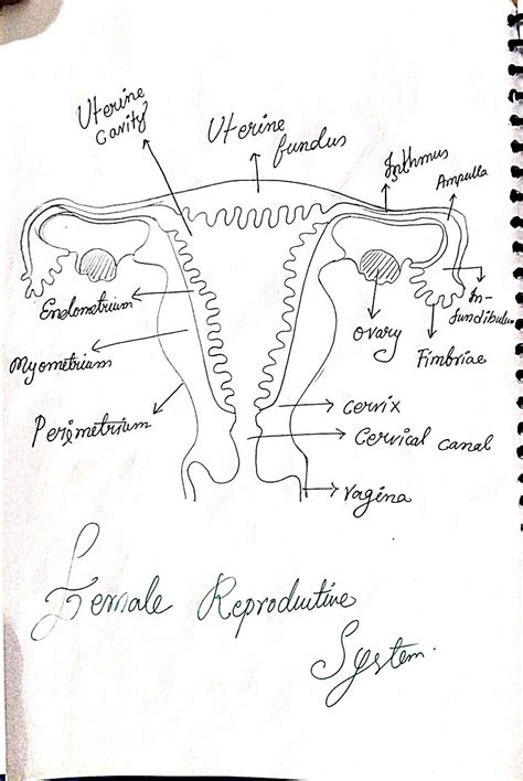 Female ♀️ Reproductive System Class12 Sketch Biology Diagrams Female