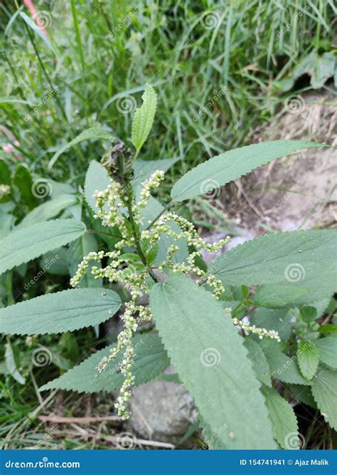 Utrica Diocea Commonly Known As Common Nettle. it Stings Our Skin If we
