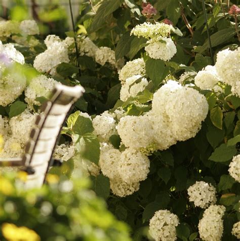 Hortensien Schneiden Anleitung F R Den Richtigen Schnitt Freudengarten