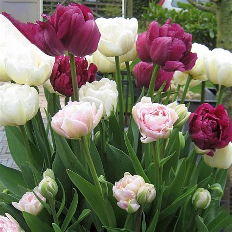 Spring Flowering Tulip Bulbs Purple And White Mix Free Uk Delivery